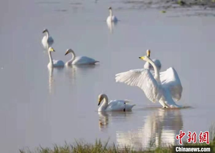 平陆|首批西伯利亚大天鹅飞临“中国大天鹅之乡”山西平陆越冬