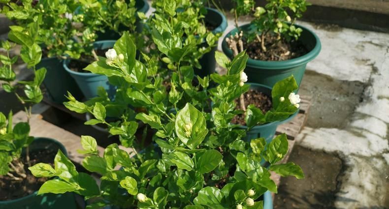 茉莉|6月养茉莉,做好这3点,让茉莉生长有动力,爆花不断