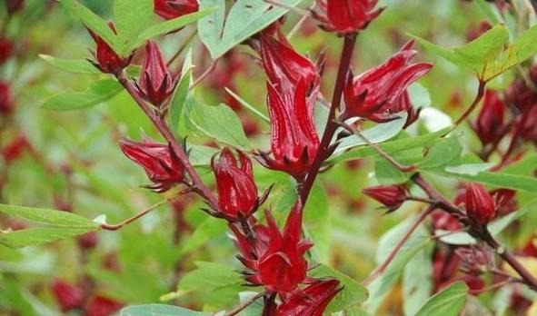 好处|每天可以多吃3种食物,补充营养、改善体质,好处多多