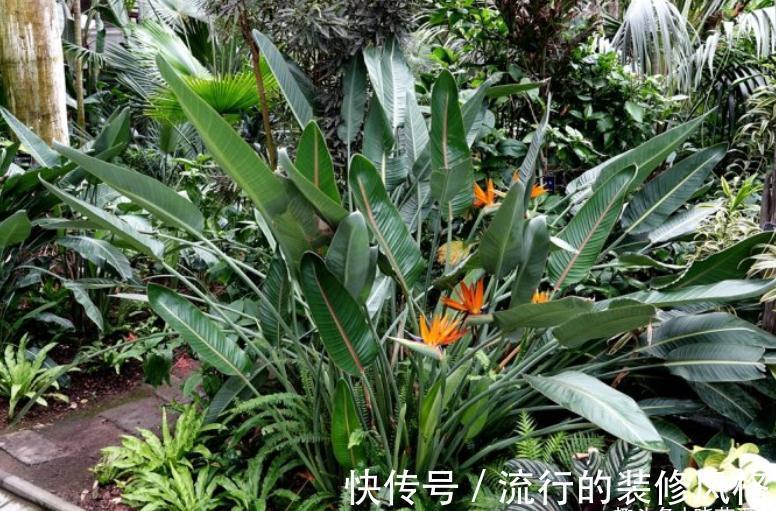 养这“10种花”，经常喷喷水，越长越旺“越精神”