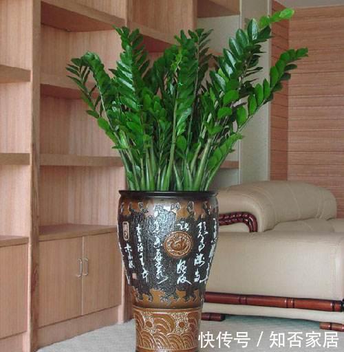 适合客厅养的4种大型花，个个寓意好，养好家人身体健康