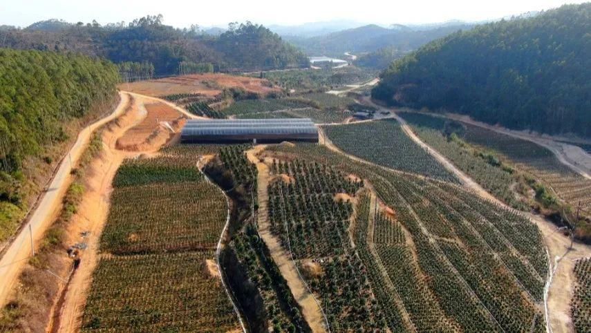 绿色种养——开入百姓家的贵族之花