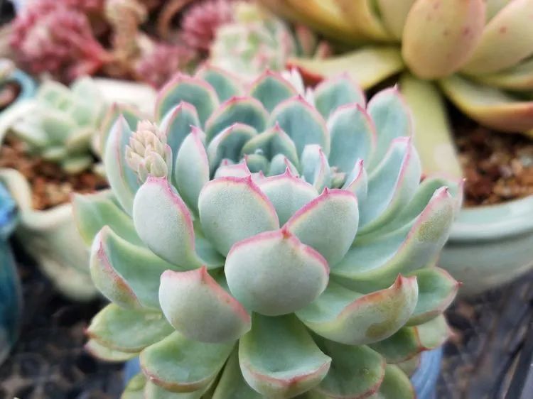 养肉三年，分享养肉经验，谈谈适合逆开挂区的多肉！