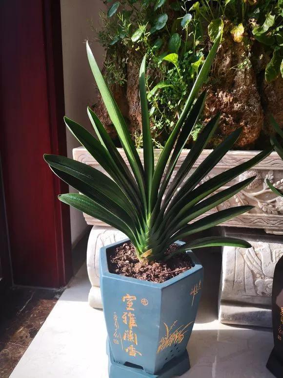 氮肥|君子兰长得太慢学几招,叶子猛长花开不断,美翻天!