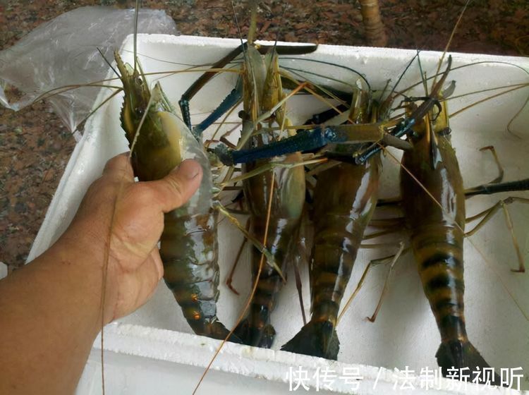 珠江|大虾入侵珠江,有人钓起一只发现满腹虾卵,这是要开始繁殖?