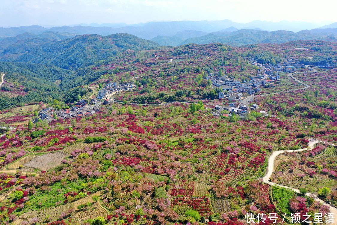 白鹿村、上马村、雅庄村，十里樱花十里尘，经典赏樱路