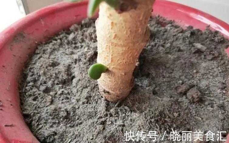 养花基本要求:浇水前后,不注意这些地方,真的要吃亏