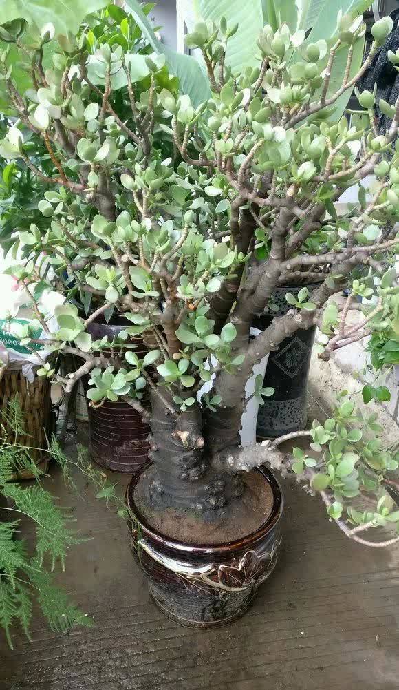 剪根粗枝插土里,2周能生根,一年长成大老桩