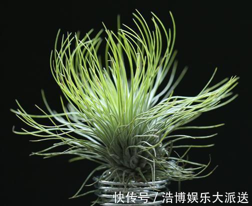 四季|2种“放养花”，不用土、不浇水，一点“空气”就活，四季都赏花