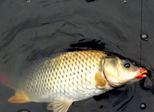 自制一款适合冬季的红薯饵，钓鲤鱼特好用，快去试试