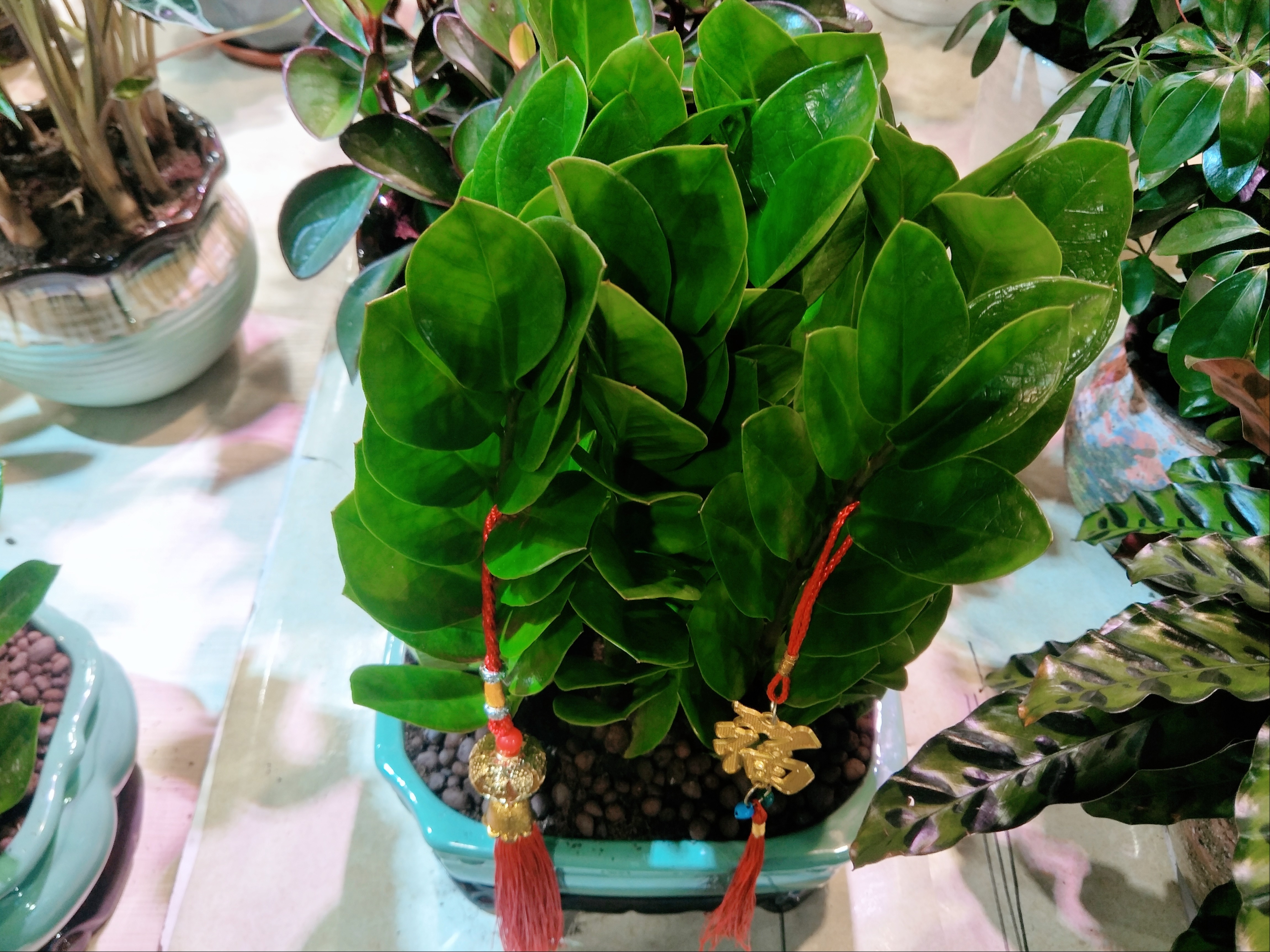 3种象征“财富与幸运”的植物,好养易成活,新手也喜欢