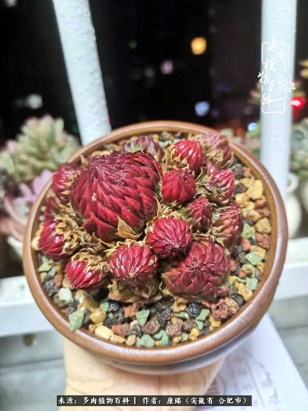 养肉之路,道阻且长,累的是身体,净的是心灵!