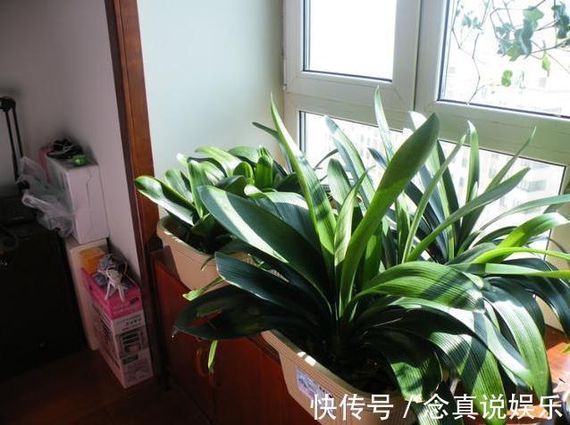 君子兰、蟹爪兰不开花给你说个小方法,天一凉快,叽里咕噜开花