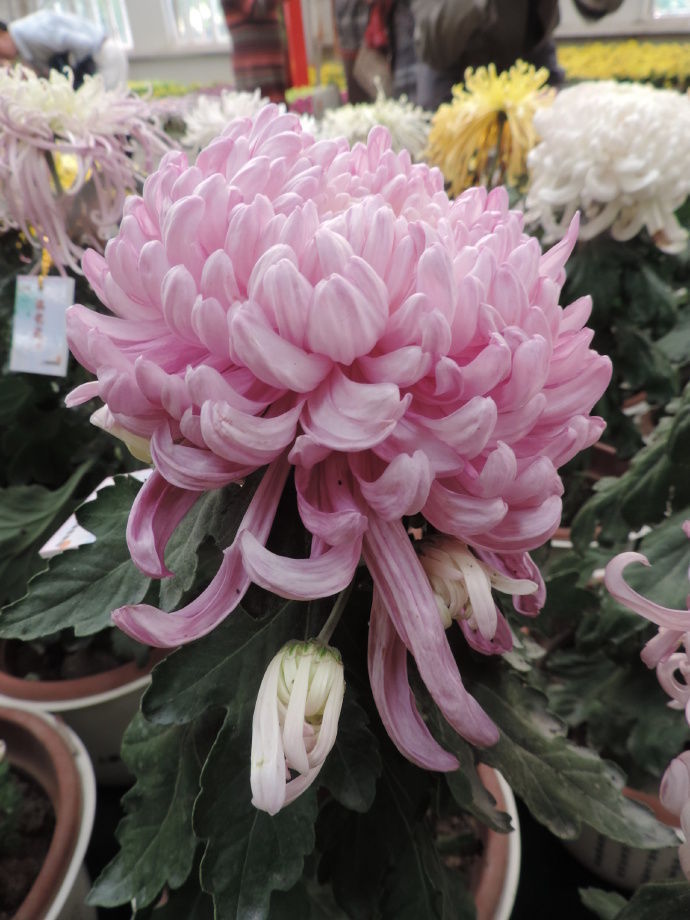 喜欢菊花,不如养盆“精品玫瑰”格拉汉托马斯,雍容华丽高雅丰满