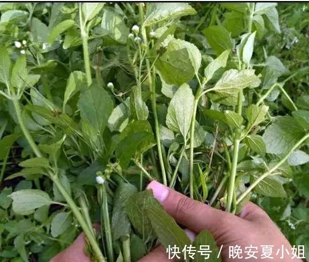 止血|止痛,止血,排石的功用,主治上呼吸道感染,扁桃体炎,咽喉炎