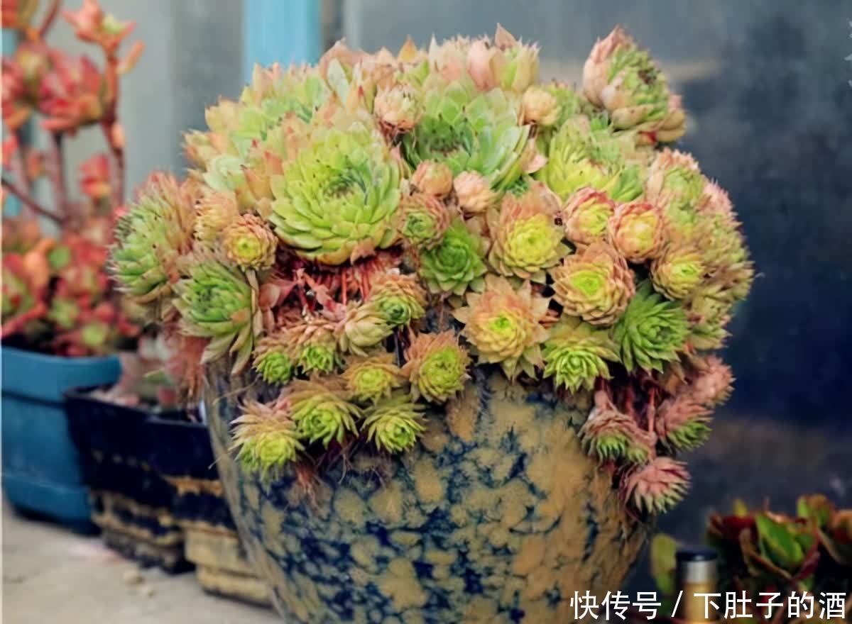 3种绿植,养在阳台露台上,不怕风吹日晒,开花也很美