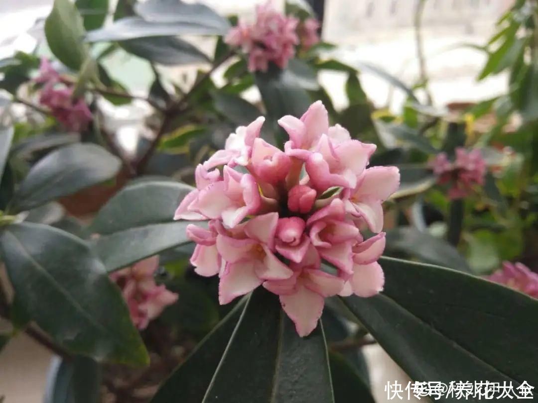 修剪|8月后，6种花别修剪，小心以后不开花