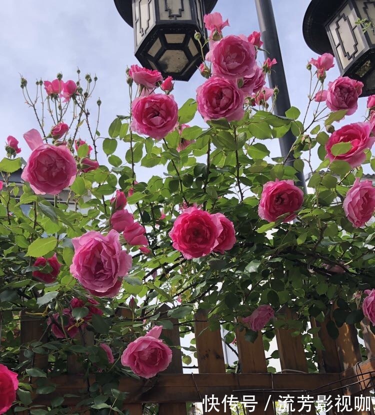 钾肥|想让月季开花多,记住5月做好“几件事”,花苞一茬又一茬