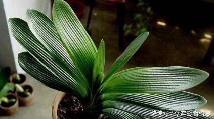 “1种常见的小东西”砸一砸,养君子兰,花苞呼呼冒,花大色艳!