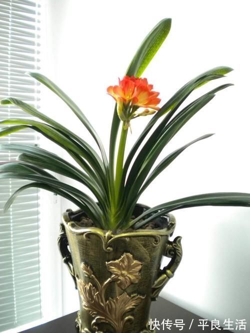 用酒给君子兰催花，学会几个技巧，花开满盆！