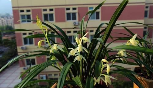  持久|高雅之兰“青山玉泉”，花叶俱美，香味浓郁持久，每年可开花3次