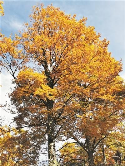  缤纷|追秋去 彩叶缤纷如打翻调色板