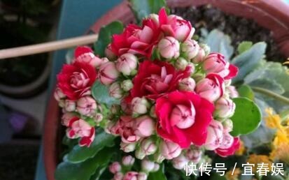 养长寿花，盆里埋上“1个它”，家家都有，不施肥，也花大色艳