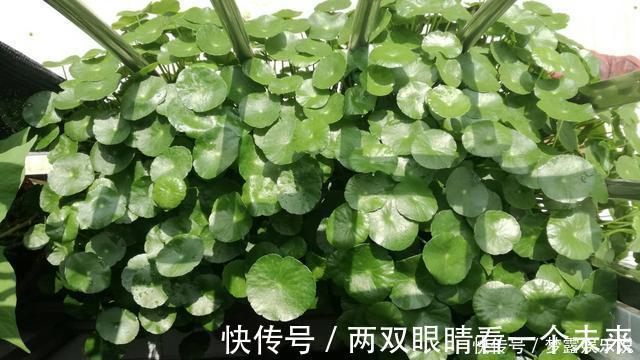 杜鹃花|被列入黑名单的花,再便宜也不要!买花需要注意的几个情况