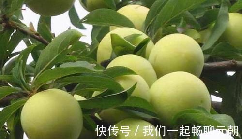 延缓衰老|每天不妨多吃3种食物,营养丰富、延缓衰老,好处多多!