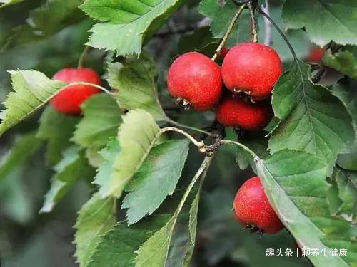 用法|一味小山楂，治病大疗效！山楂8大妙用，横扫身体8种病症！