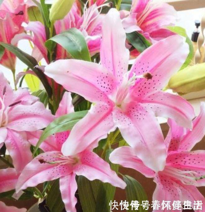 百合花|4种花超漂亮，颜色多，越晒开花越旺，只见花朵不见叶，超漂亮