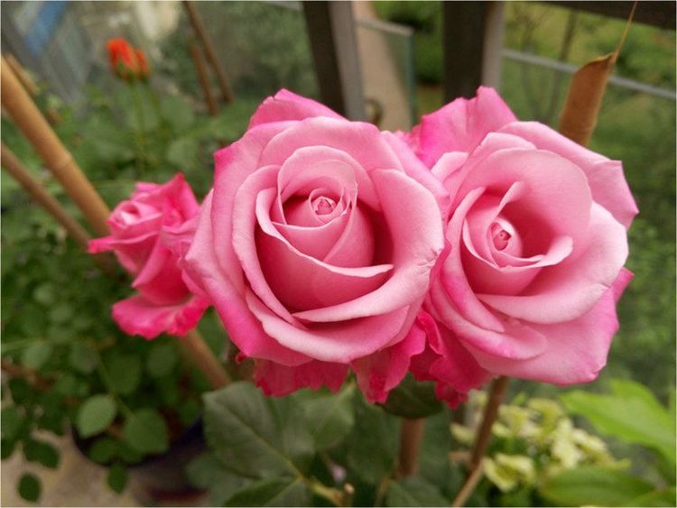 适合新手养的盆栽花,植株低矮,养护容易,漂亮似玫瑰,四季开花