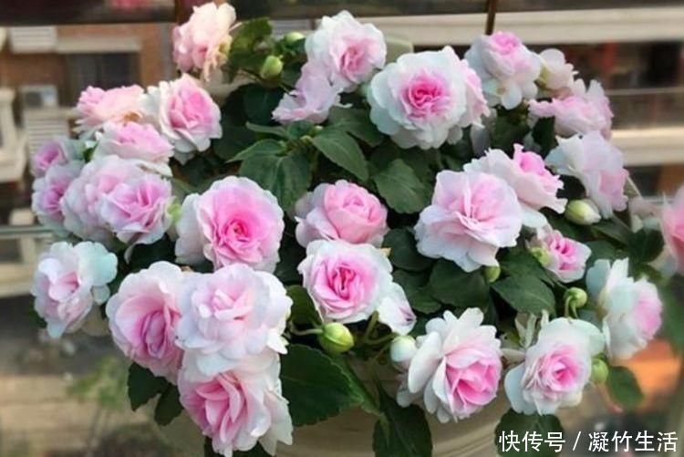 花友|4种花，是真正的开花机器，一年四季开不停，晒晒太阳就爆盆