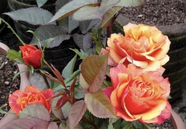 花友们|土壤有“虫卵”,3个“小步骤”做好,土壤变干净,花卉不烂根