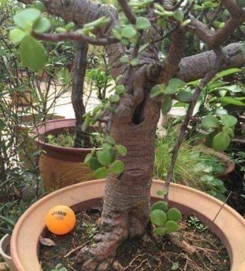 老桩|养“马齿苋树”,用点“它”,叶绿如玉,枝粗壮,1年就能成老桩!