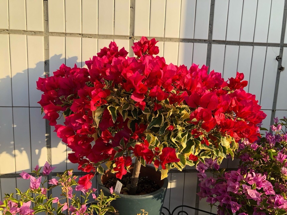 花苞|此花被人称为“无叶花”,满枝都是“花苞”,花期长达180天