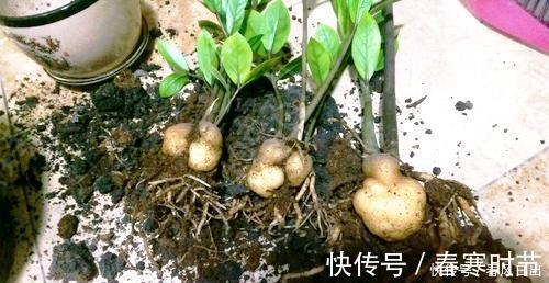 发芽|家里养4种花,叶子掉盆里,15天生根发芽,1盆能变20盆,好养活