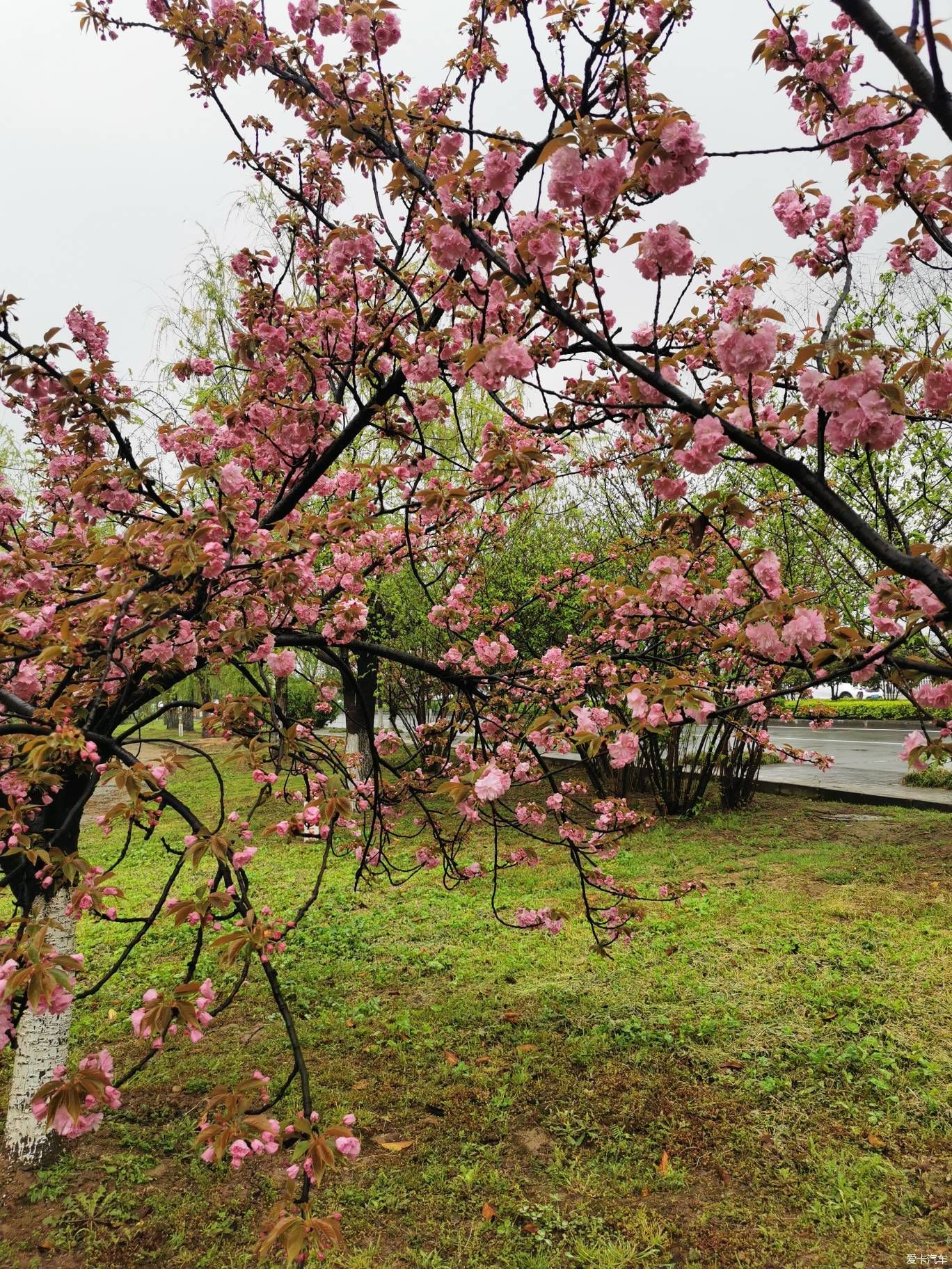 雨中盛开的樱花