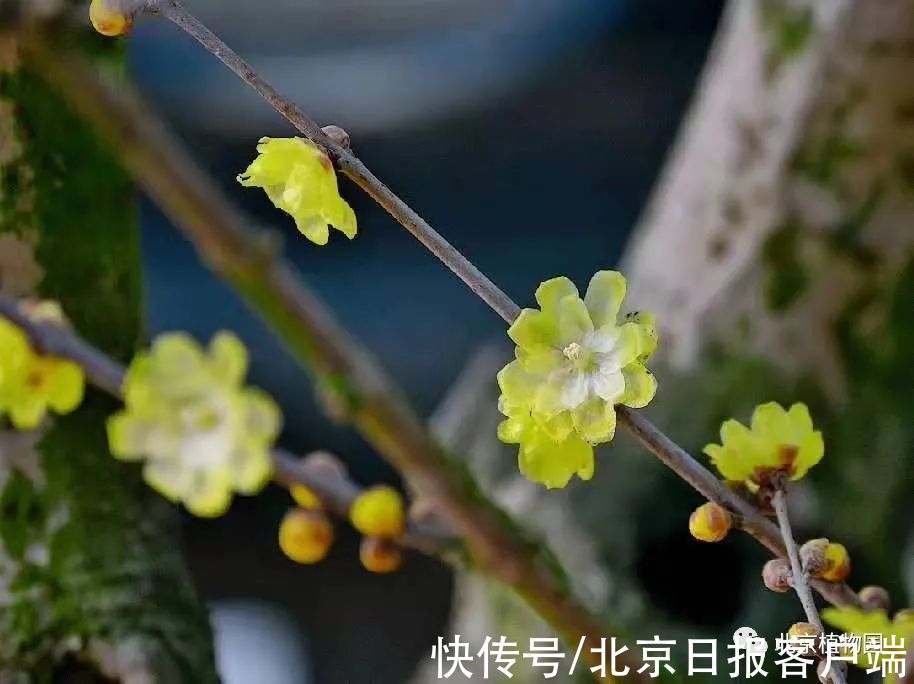 赏梅|暗香扑鼻来，花开正当时！北京号带您“云”赏蜡梅