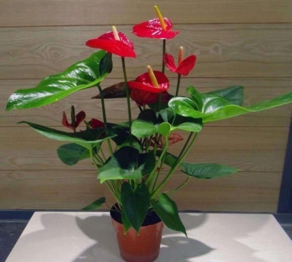 现在买年宵花有讲究,5种花再喜欢也别买,都是商家的智商税