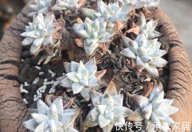 多头群生|秋天正好入手多肉白菊，不过温度超过30度难发根，想养活要讲技巧