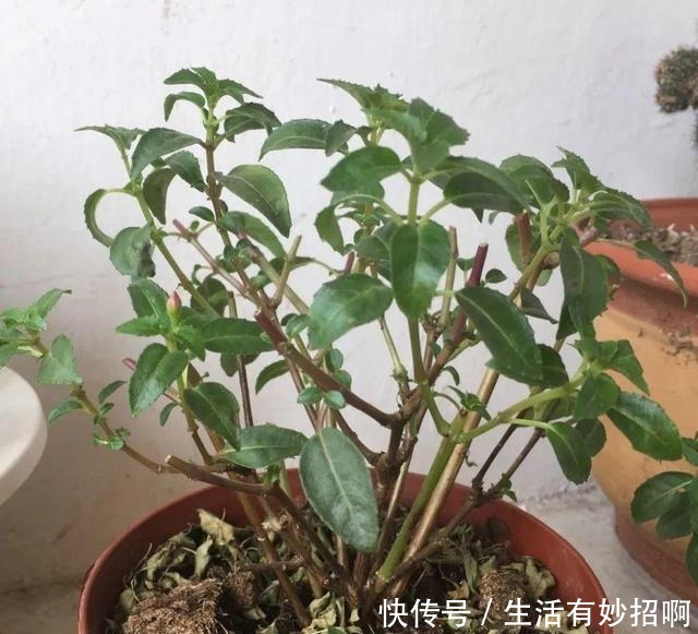 10种花,春天不能晒,躲屋里最安全!10种花,春天不能晒,躲屋里最安全!