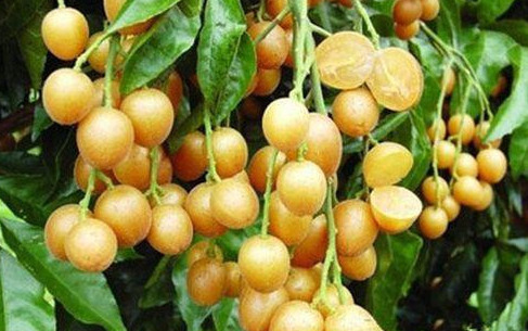 消除疲劳|人到中年常吃3种食物,排毒素,清肠胃,消除疲劳