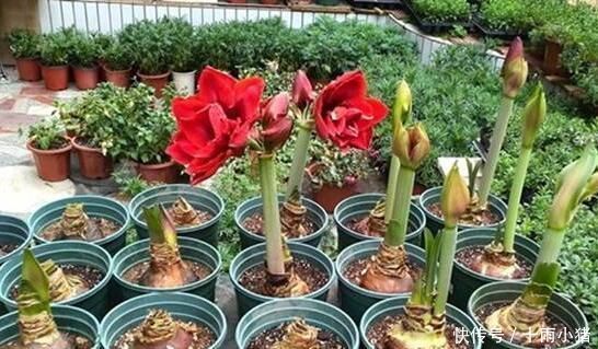 开花|朱顶红开花之后,一个“小动作”,又开一茬花,花大色艳特别美