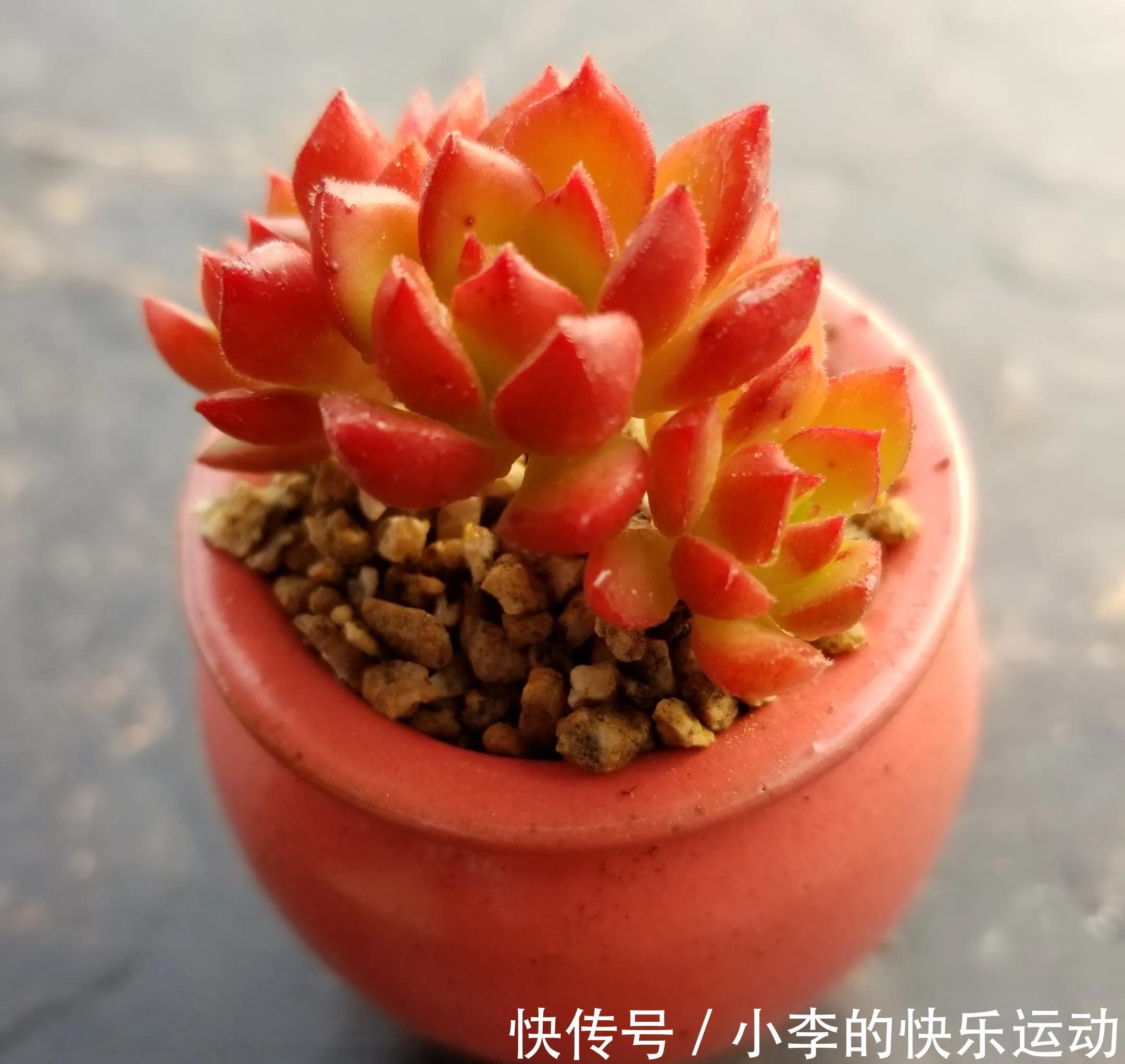 新手养多肉,就养6种“普货多肉”,简单养就有状态,满是成就感