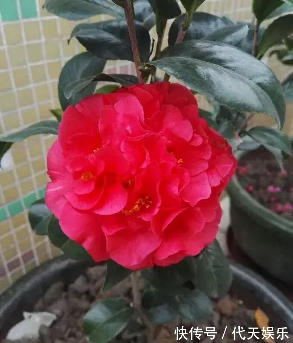 此花漂亮不输牡丹,好养似绿萝,芳香四溢,花大色艳,形神兼备