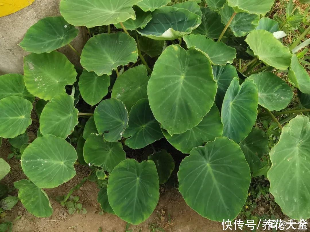 人参萝卜开花了，我种的花，都是这么奇奇怪怪