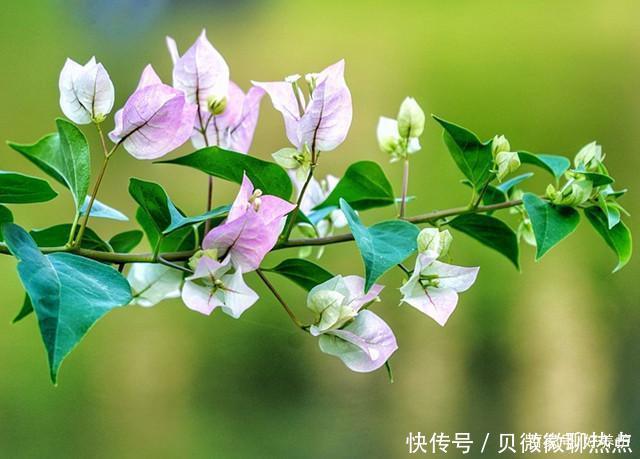 盘点三角梅十大常见品种,哪一种最名贵