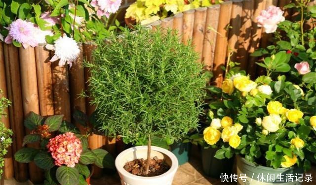 养花招虫,养盆这种花,漂亮好养还驱虫!养花招虫,养盆这种花,漂亮好养还驱虫!