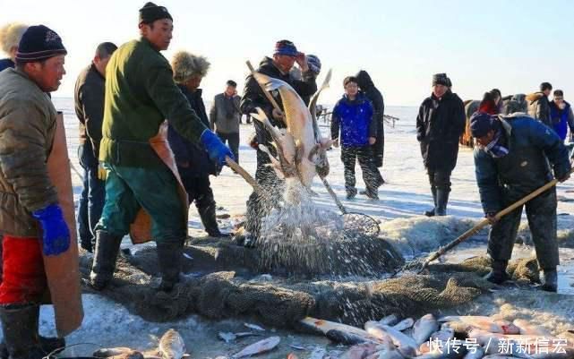 查干湖每年都冬捕，但湖里的鱼却越捞越多，当地老大娘说出实话